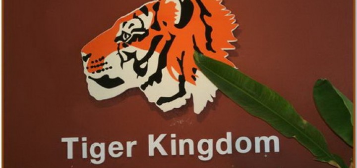 Tiger Kingdom Chiang Mai Thailand