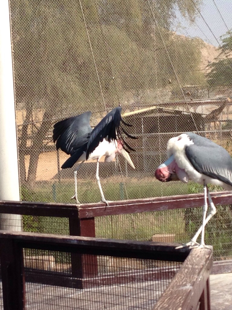 Zoologisk Have i Abu Dhabi
