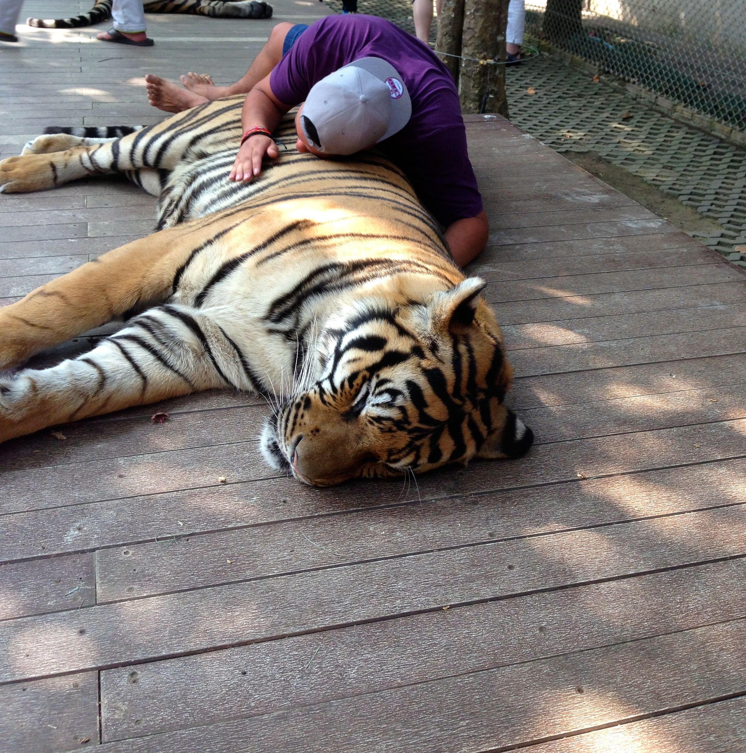 Tiger Kingdom Chiang Mai Thailand