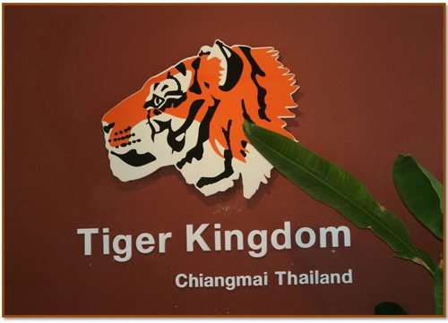 Read more about the article Hold en tigerunge i Tiger Kingdom Chiang Mai Thailand